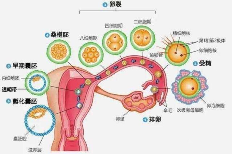 一个月排几个卵子，女性生育机制的科学解析