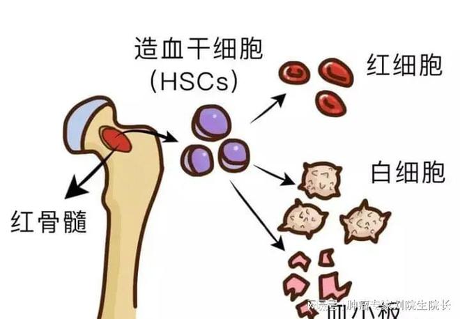 吃激素一个月的副作用，深入了解与应对方法