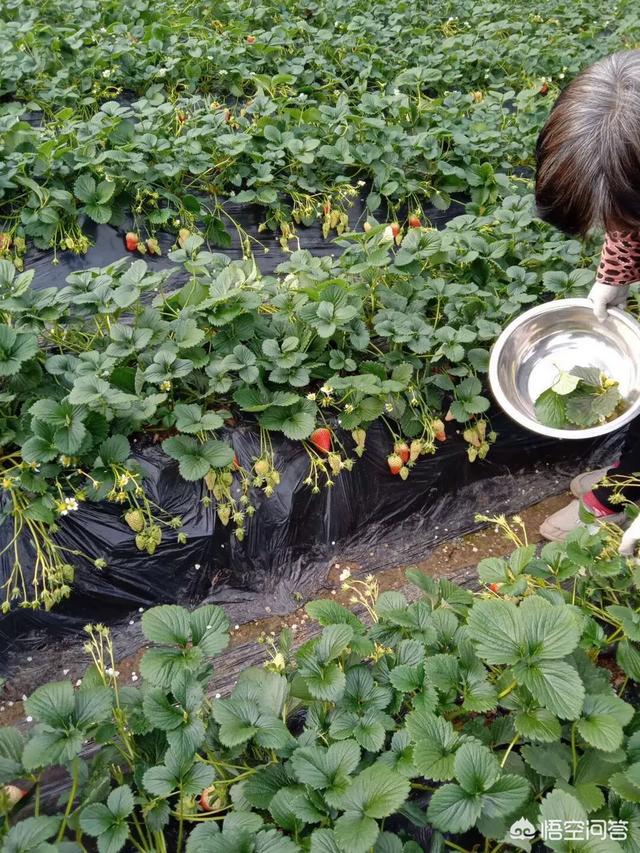 广东省草莓种苗哪家强？深度解析广东省草莓种苗市场，带你寻找最佳选择