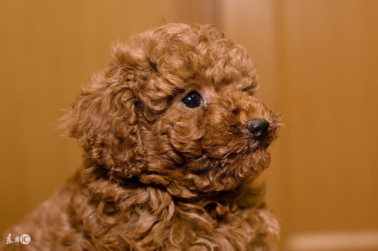 两个月大泰迪犬呕吐症状分析与应对指南